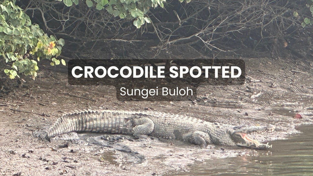 A Quiet Walk at Sungei Buloh Nature Park 🐊🦎🦜 Part 2