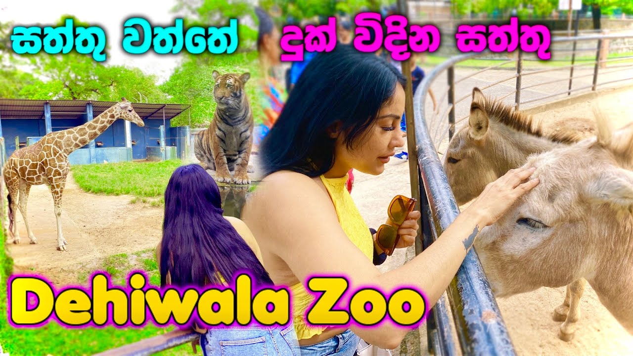 සත්තු වත්තේ දුක් විදින සත්තු | dehiwala zoo | Piumi srinayaka | 2023
