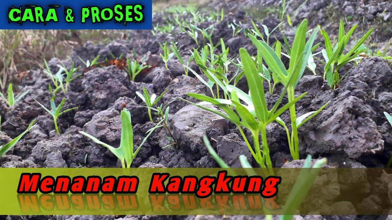 Proses Tanam Kangkung Dari Awal Secara Bertahap Untuk Pemula