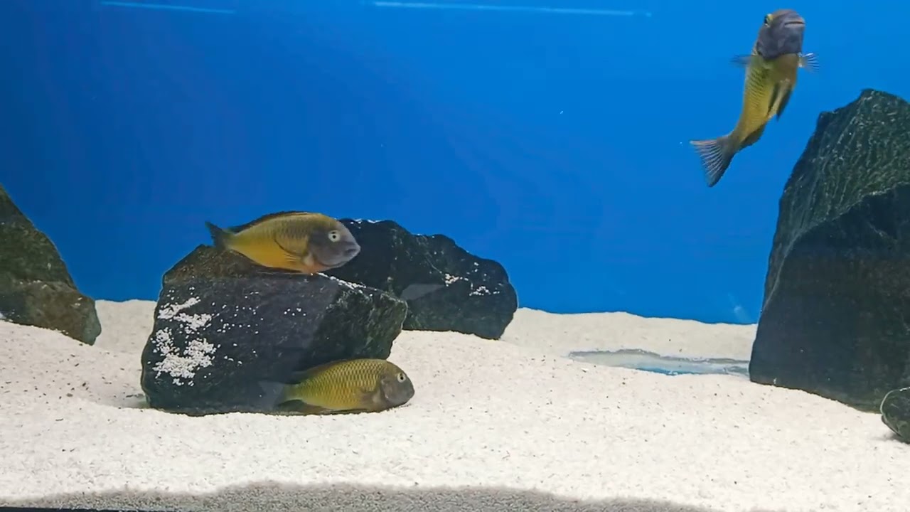 Tropheus Moori İlangi Yellow &Uuml;reme Videosu