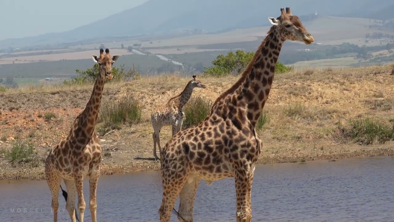 Südafrika 4K