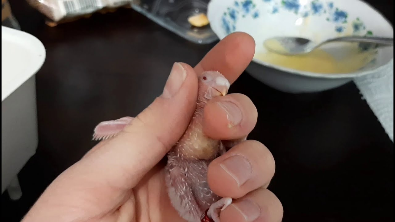 Muhabbet kuşu yavru mama yapımı ve yavru beslenmesi