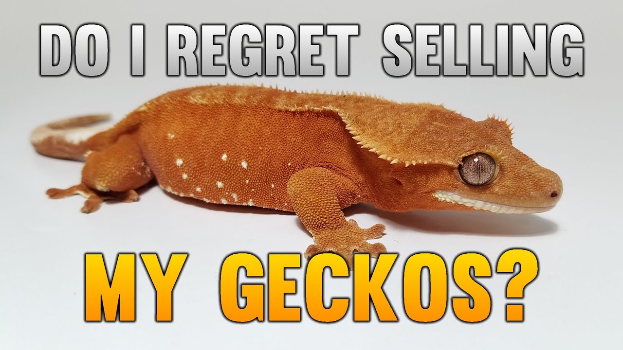 I Regret Selling All My Geckos!?