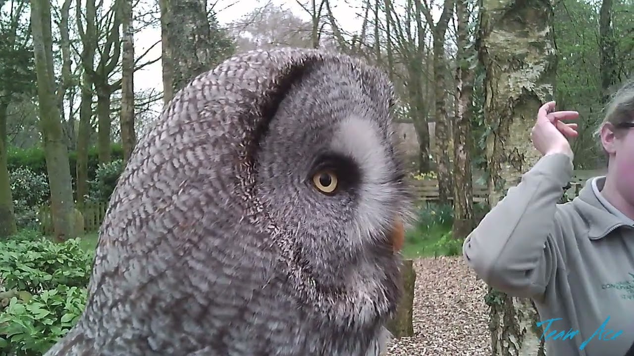 Birds of Prey at the Hawk Conservancy Trust