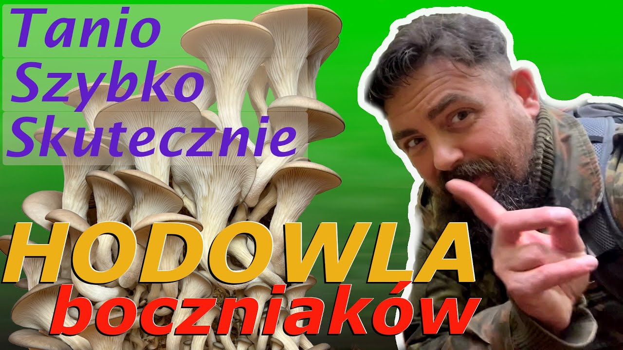 Domowa hodowla grzybów - boczniaki