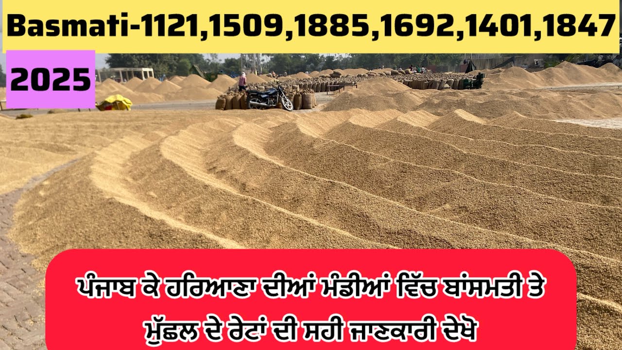 ਬਾਂਸਮਤੀ ਦੇ ਰੇਟਾਂ ਦੀ ਸਹੀ ਜਾਂਣਕਾਰੀ ਪੰਜਾਬ ਤੇ ਹਰਿਆਣੇ ਦੀਆਂ ਮੰਡੀਆਂ ਦੀ ਦੇਖੋ 1121,1509,1401,1847 #paddyrate 
