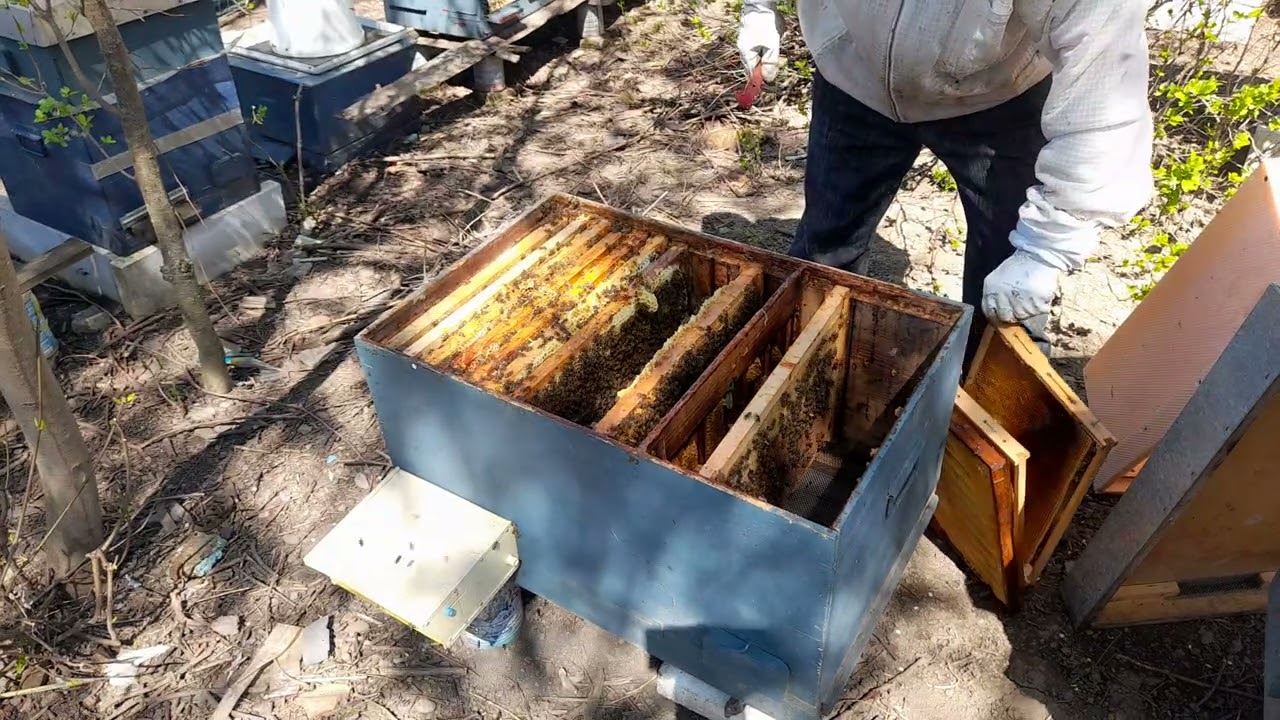 Spargerea cuibului sau extinderea pe laterale