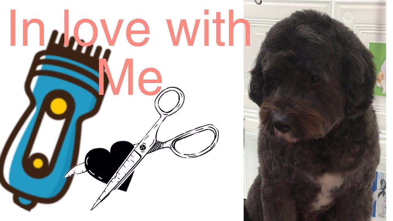 Dog Grooming | winter cut for a Spoodle