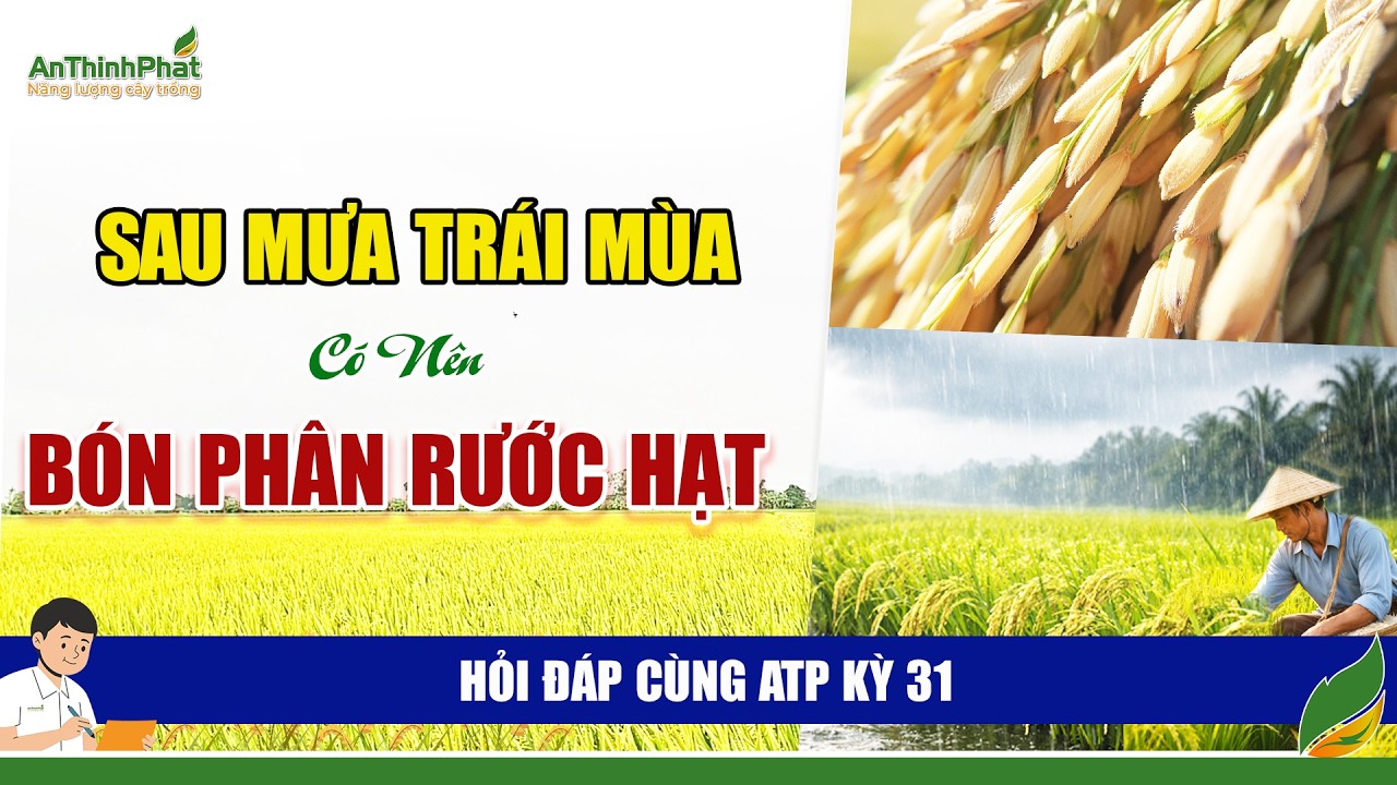 Sau Mưa Trái Mùa Có Nên Bón Phân Rước Hạt | An Thịnh Phát