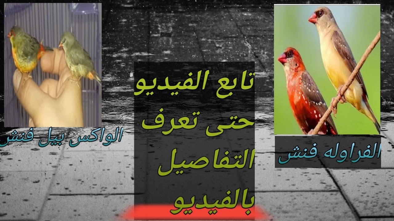 طيور الفراوله فنش و الواكس بيل فنش و كيف التميز بين الذكر والانثى
