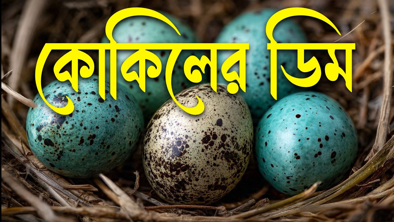 ডিম জালিয়াতি থেকে সন্ত্রাস—কোকিলের দাদাগিরি!