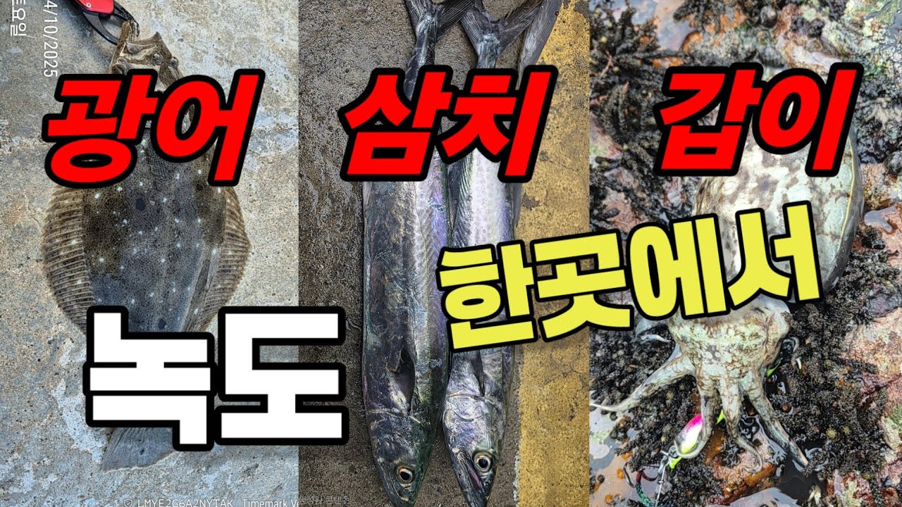 광어.삼치.갑오징어.다양한 어종이 나오는곳 녹도에 다녀왔습니다.