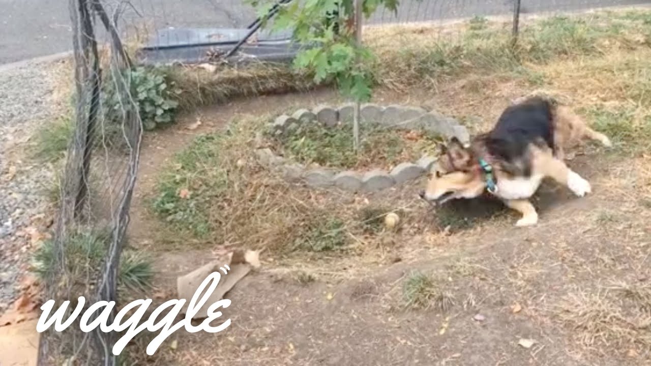 Dogs With the Zoomies | Funny Dog Videos