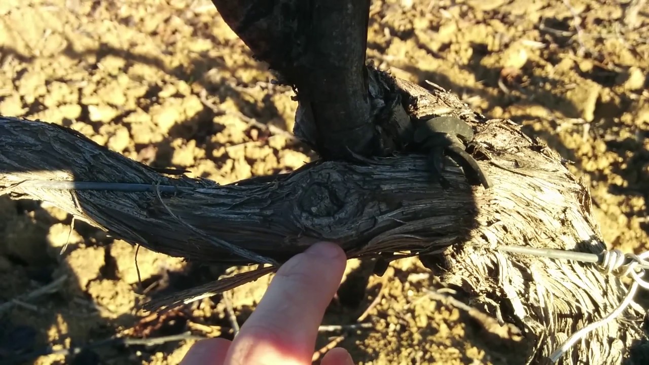Poda viña espaldera (construyendo la cepa)