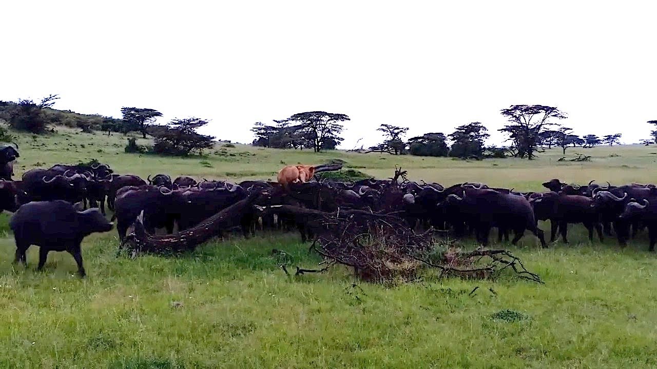 Lion finds itself trapped and surrounded by a buffalo herd