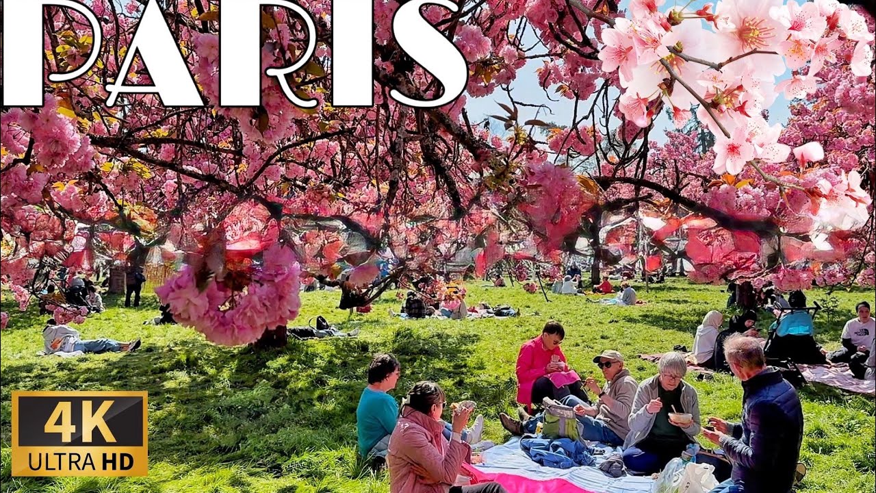 [🇫🇷Paris France 4K 120 FPS HDR Walking Tour] Best cherry blossom festival near Paris 11/April/2025