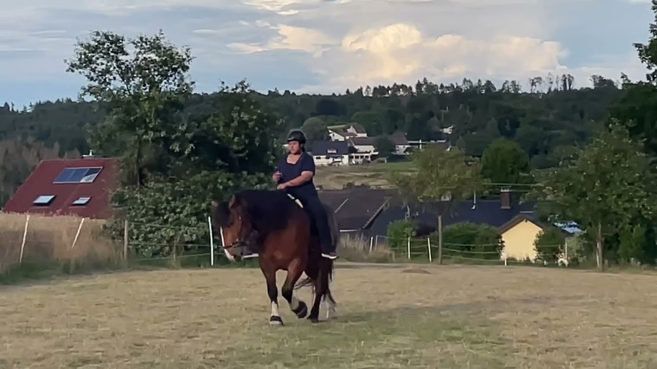 Kaltblut Akademische Reitkunst