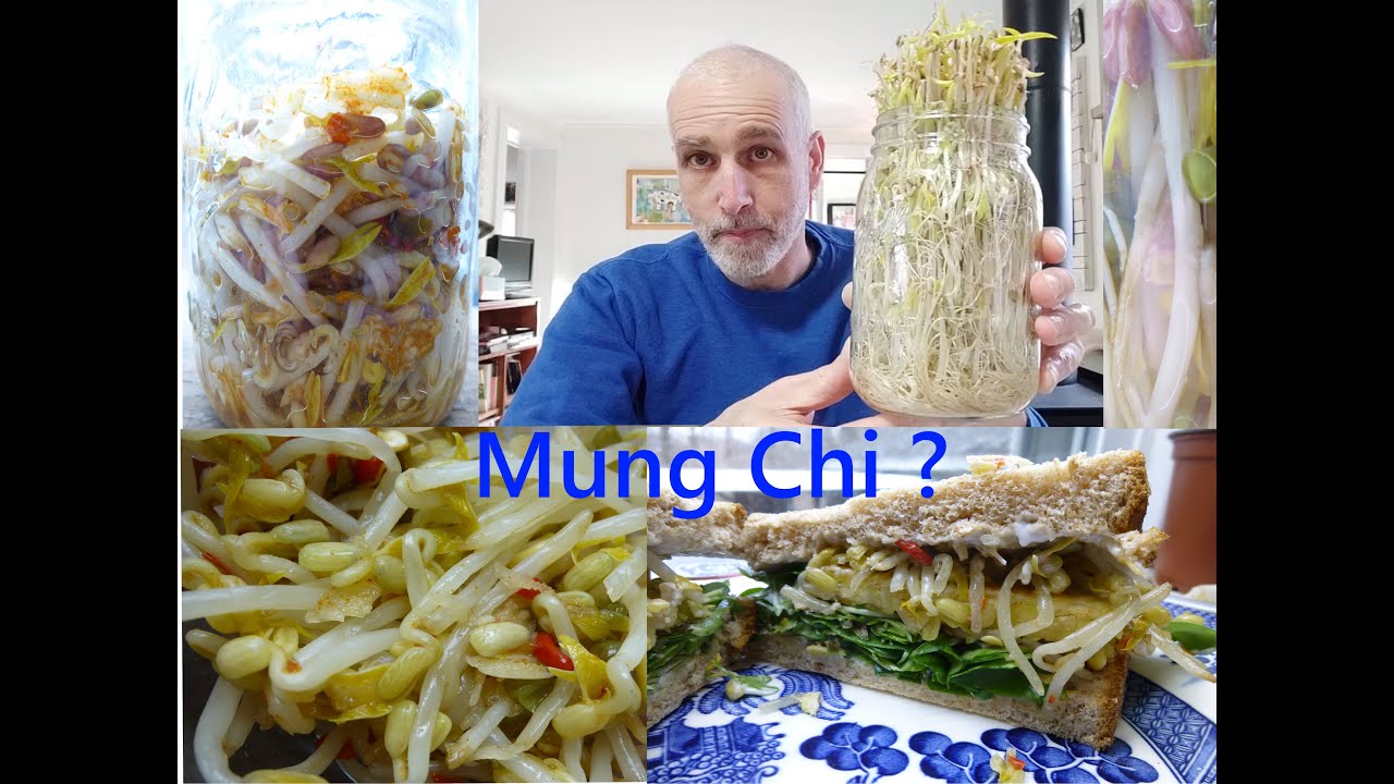 Fermented Mung Bean Sprouts Mung Chi?