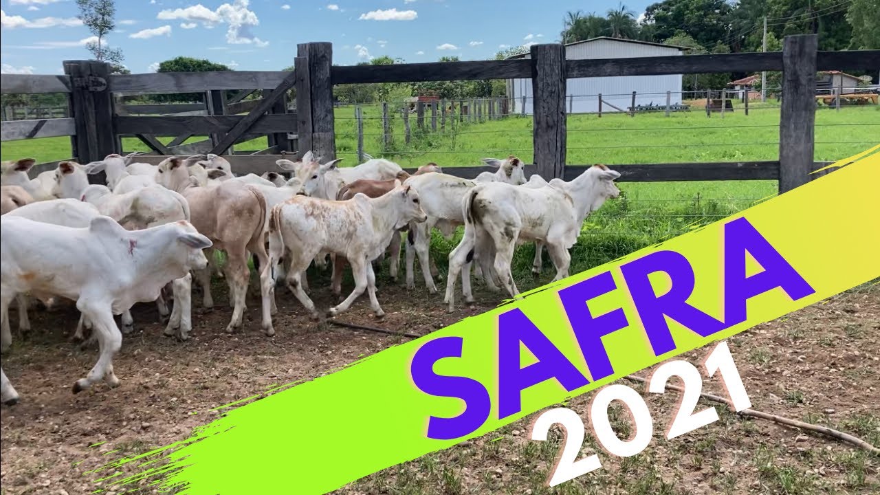 Safra de bezerro e bezerra de 2021 - Nelore de alta qualidade