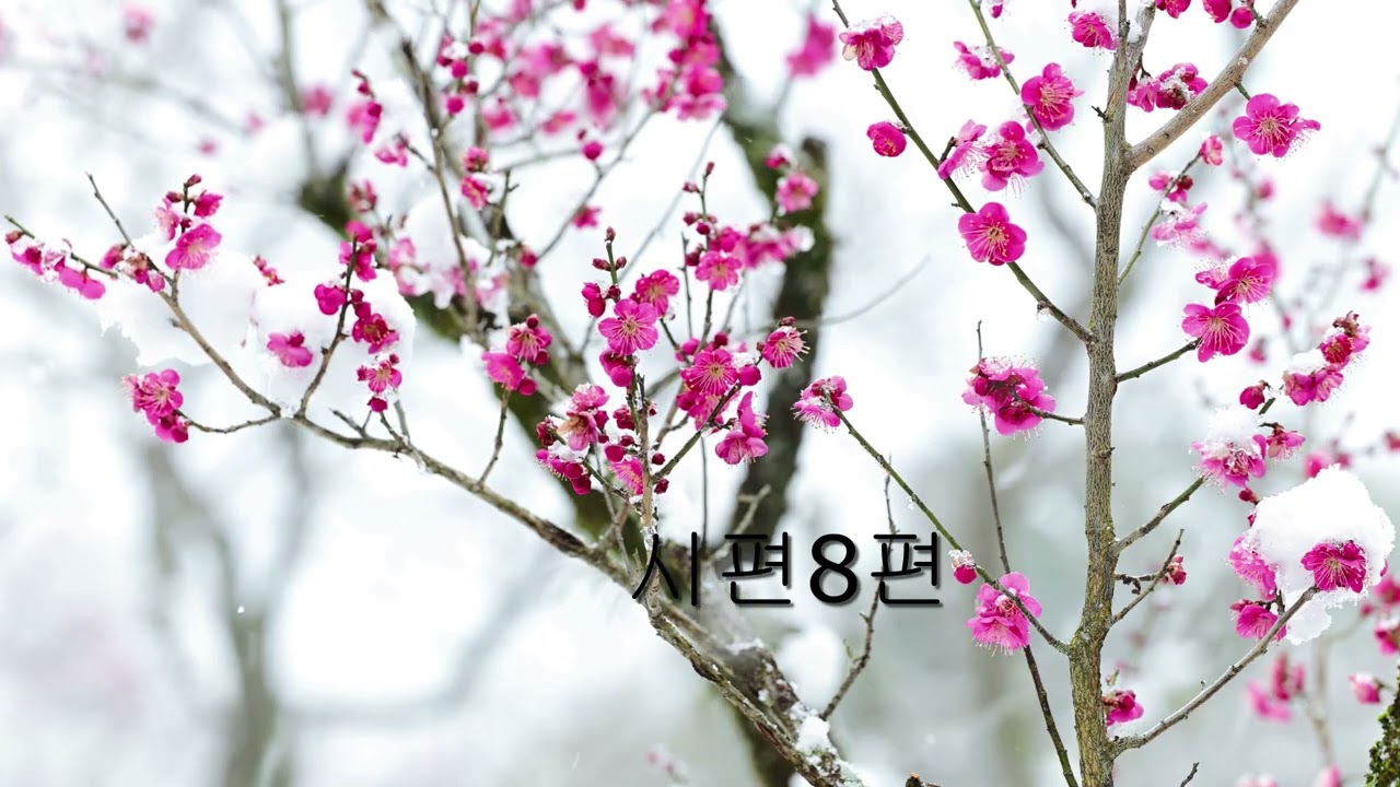#시편8편 #에버가든153