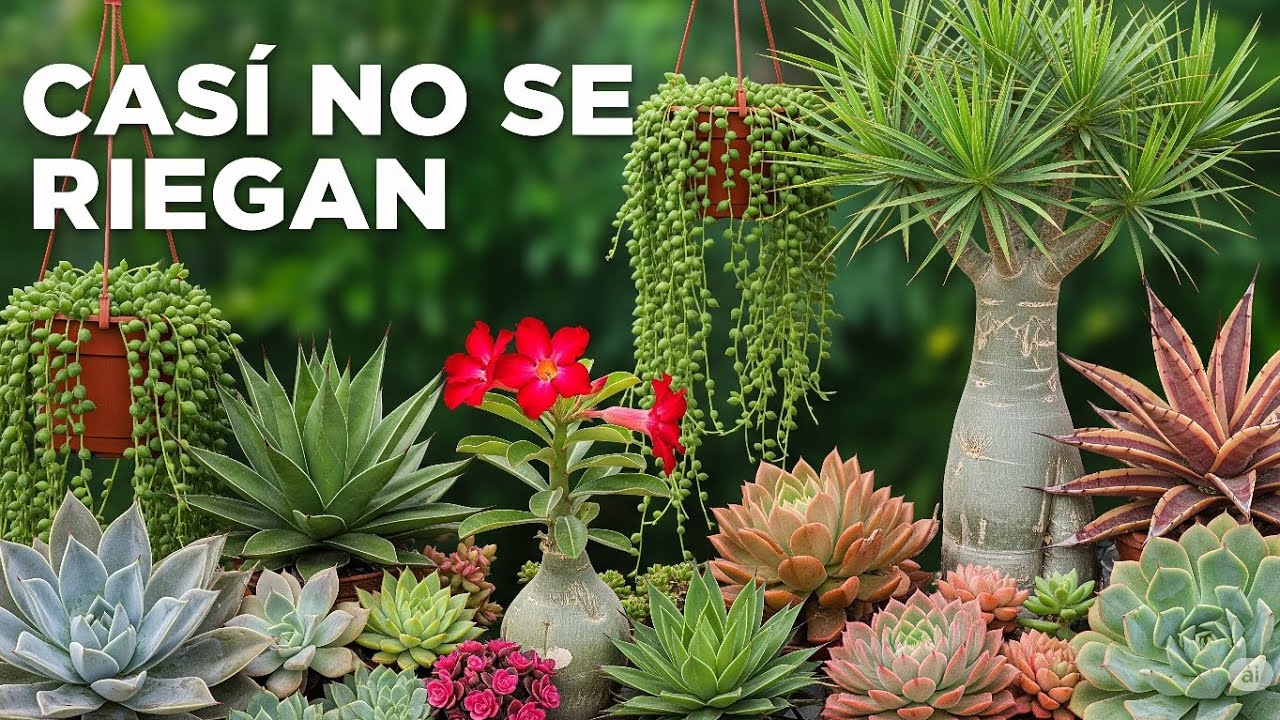 Las 20 Plantas Más Fáciles de Cuidar y Resistentes a la Sequía