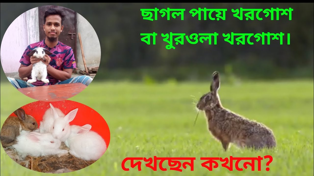 ছাগল পায়ের খরগোশ  বা খুরওলা খরগোশ। দেখছেন কখনো?#rabbit