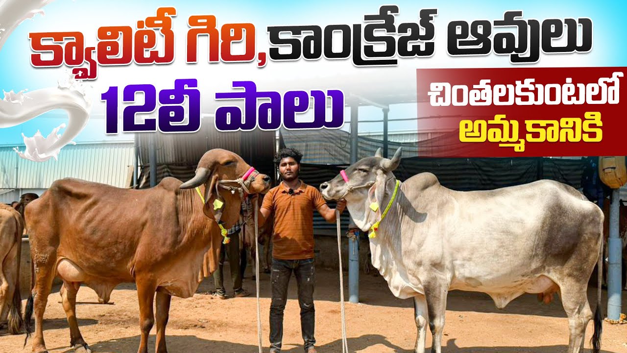 క్వాలిటీ గిరి,కాంక్రేజ్ ఆవులు 12లీ | పాలు చింతలకుంటలో అమ్మకానికి | Quality gir,Kankrej Cows 