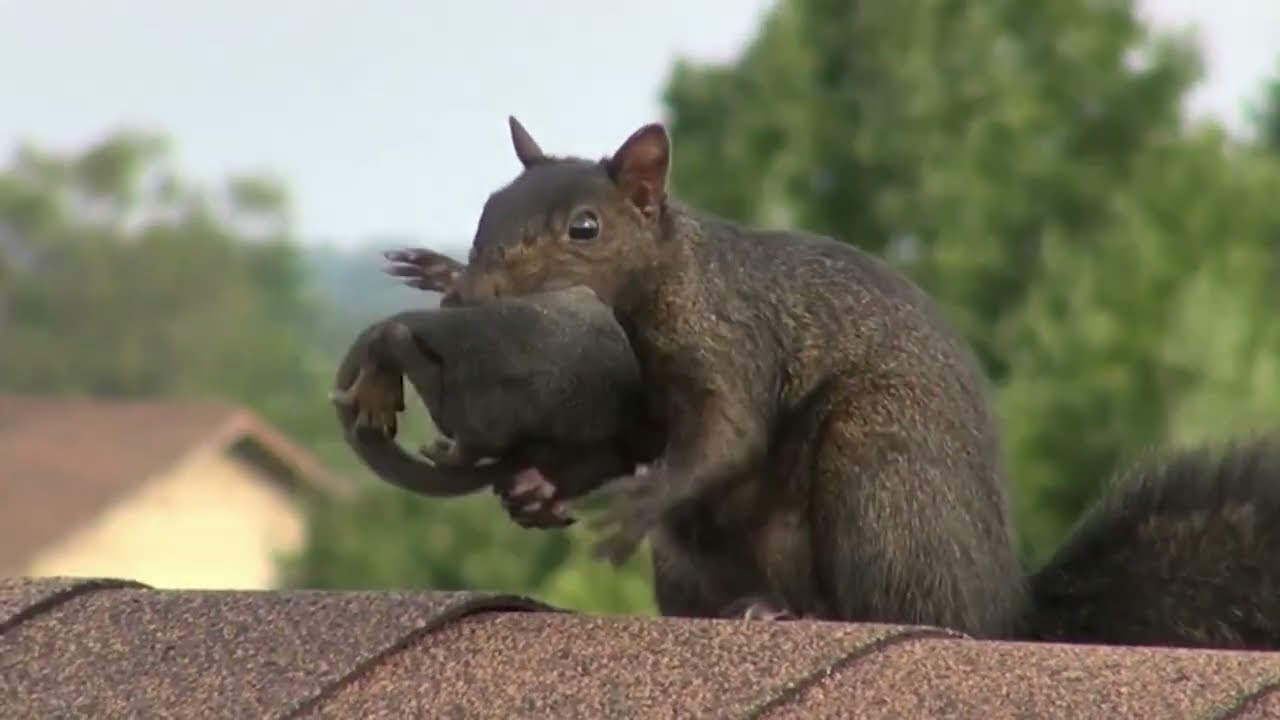 Which Animals Does Skedaddle Remove? - Frequently Asked Questions