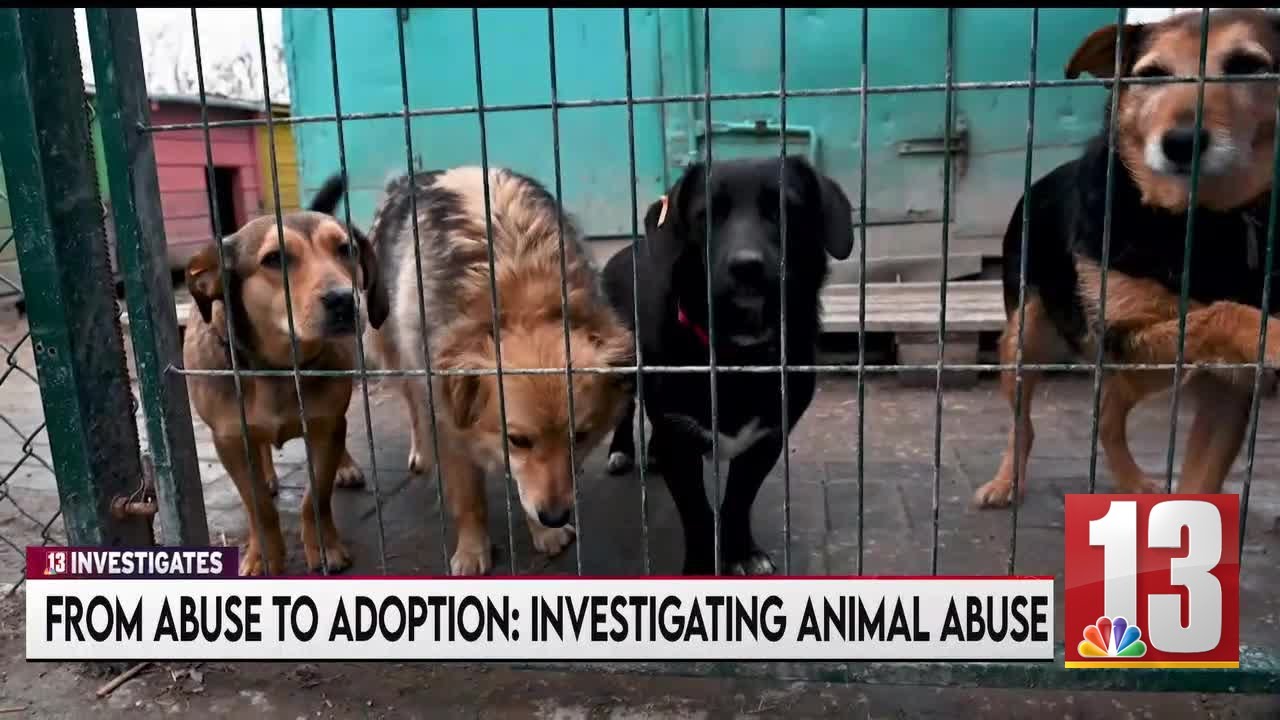 13Investigates: From abuse to adoption - how new pets find loving homes