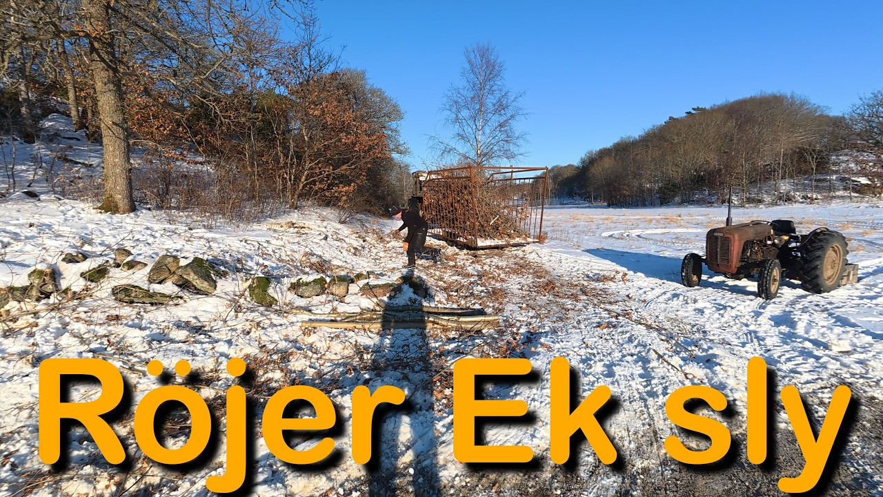 Röjer ek sly på gården (sågar Eksly med motorsåg)