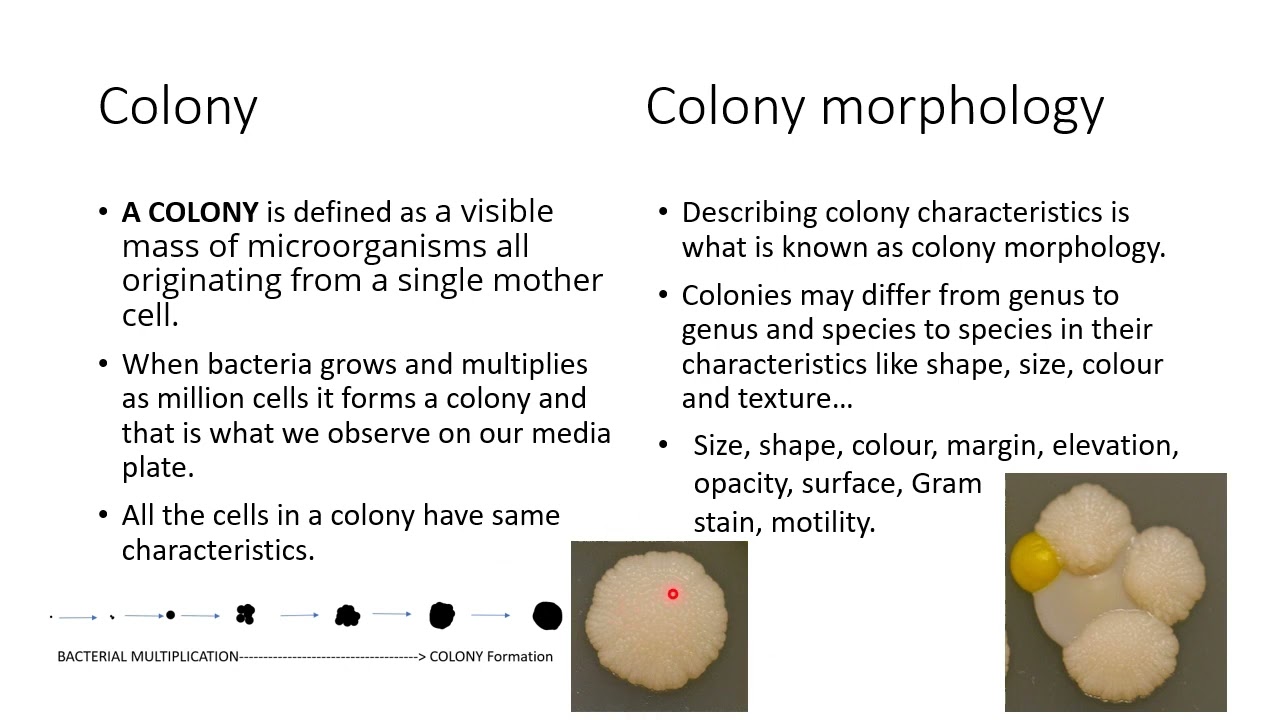 Getting familiar with Microbiological Terms 1 for freshers | Microbiology dictionary | Basic terms