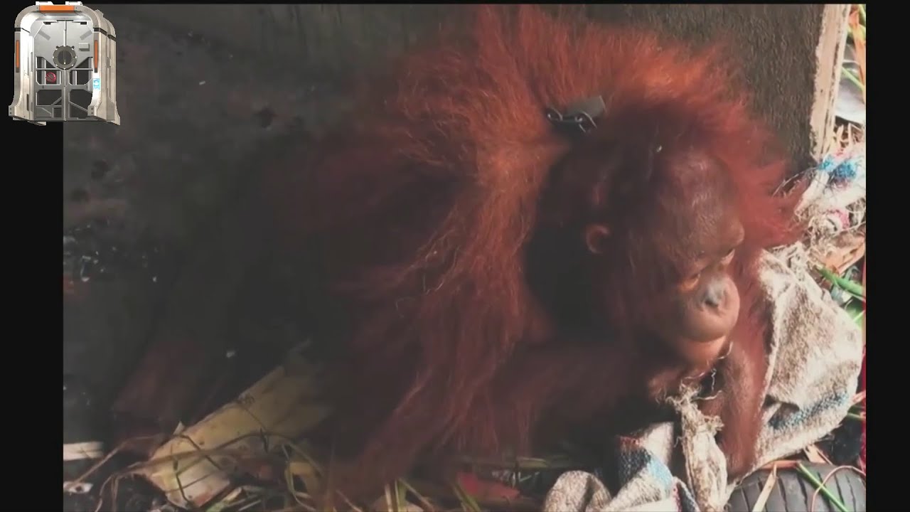 Baby orangutan discovered in a villagers' house where he was kept chained as a pet