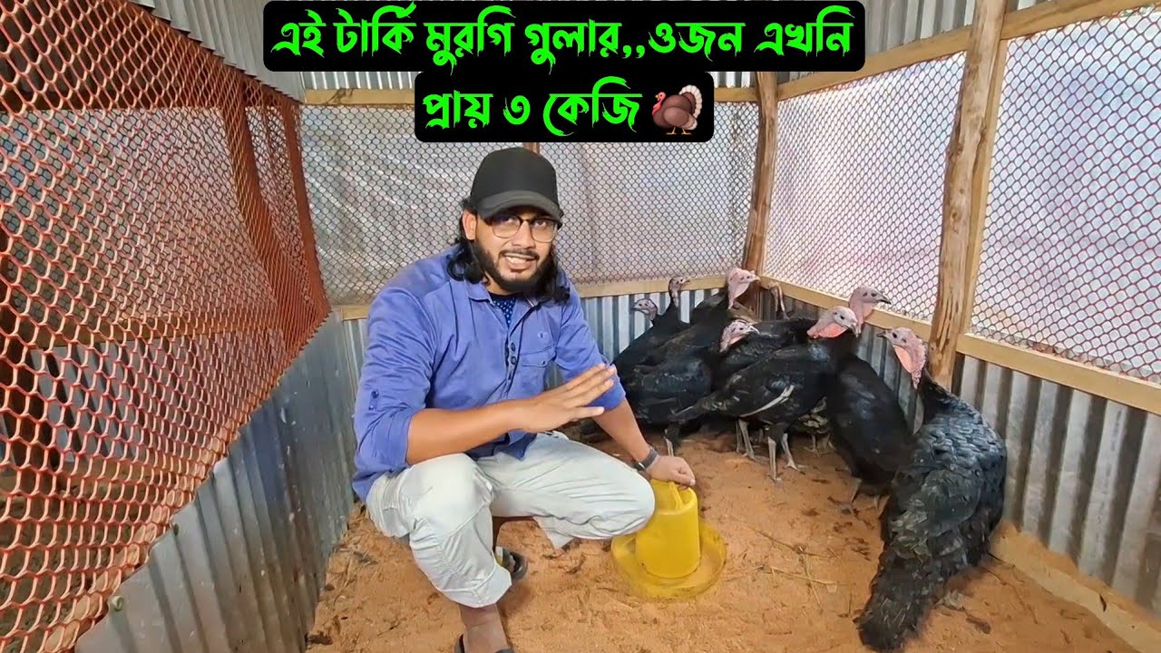 এই টার্কি মুরগি গুলার,,ওজন এখনি প্রায় ৩ কেজি 🦃