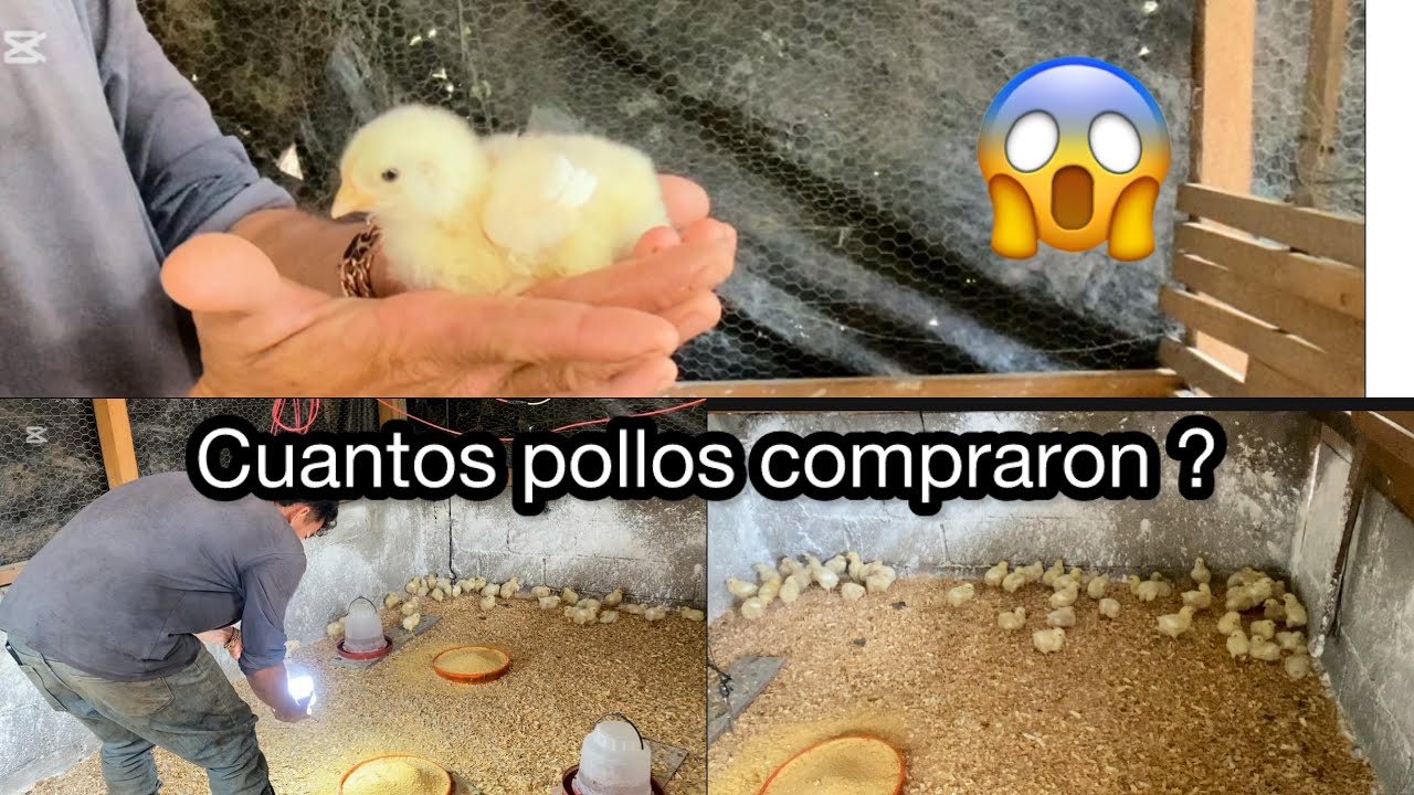 🟢Jaime nos mostr&oacute; como estan los pollos que compraron 😱😳
