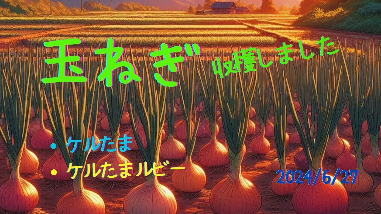 播種から280日以上を畑で過ごした玉ねぎたちの待ちに待ったデビューです。種から超密集育苗で育てた玉ねぎがどうなったのか、お楽しみに！