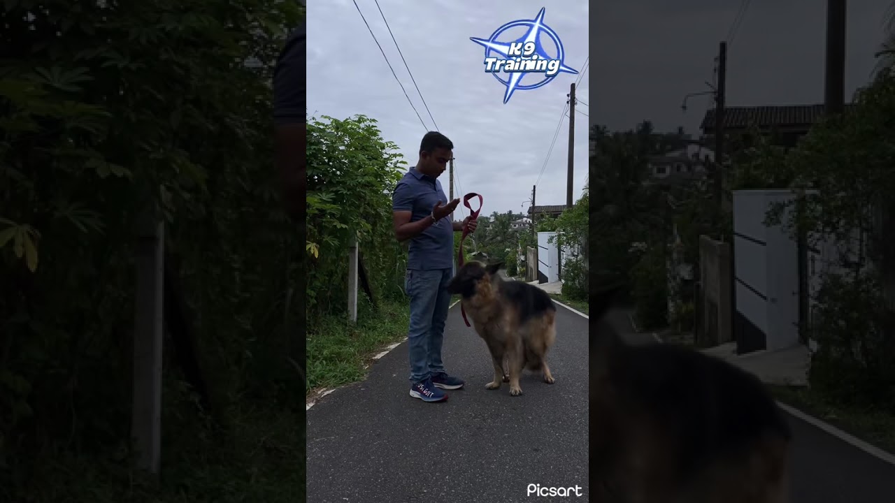 K9 dog training Academy ( srilanka )0763812137