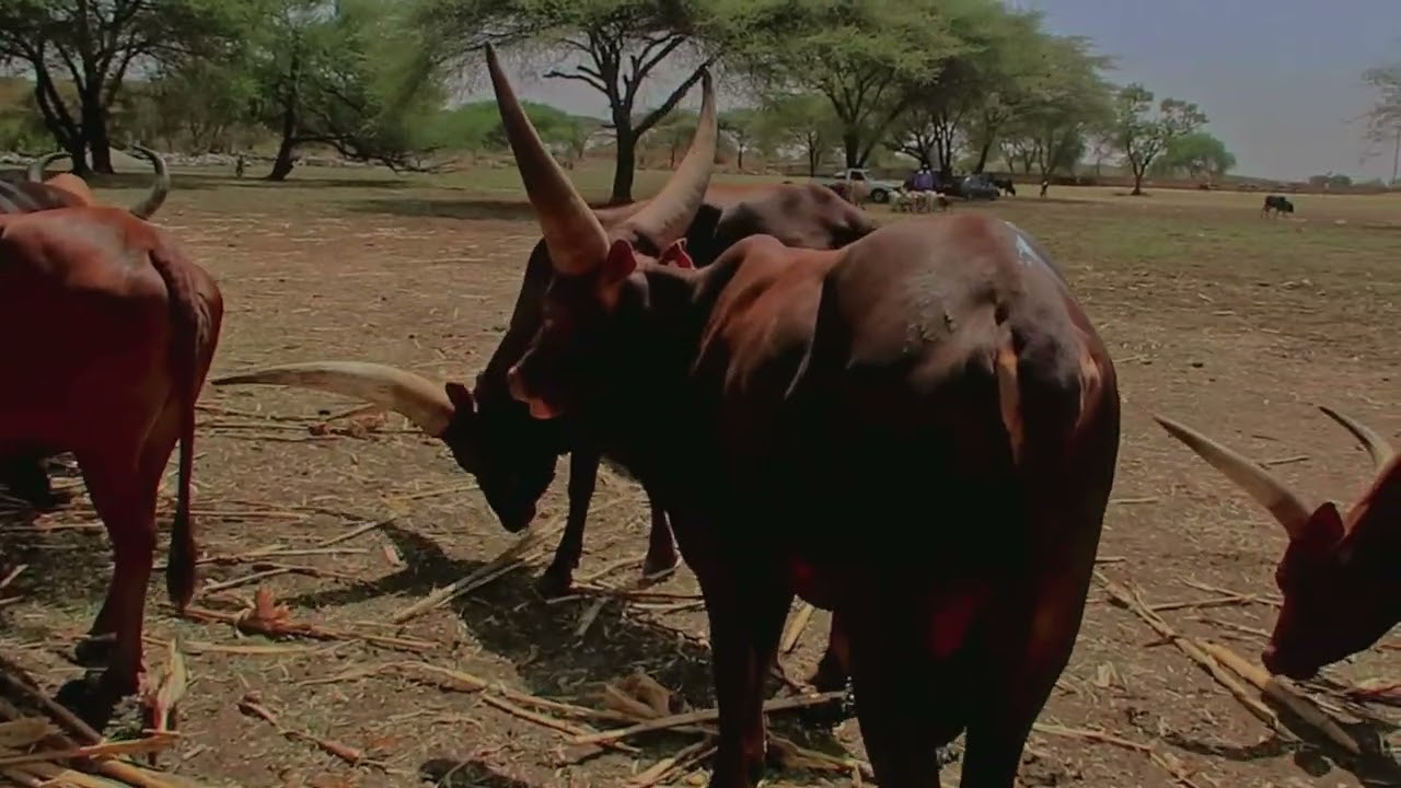 Maasai Cattle Traders I