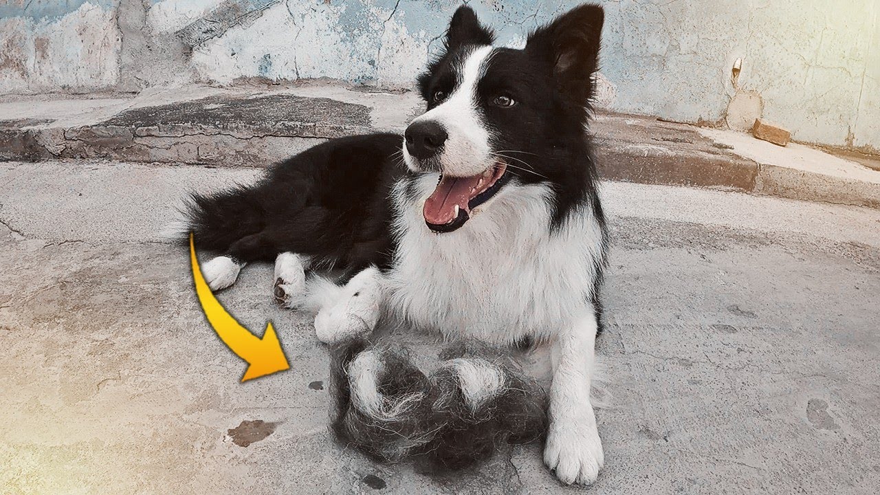 Escovando meu border collie: Como escovar um cachorro