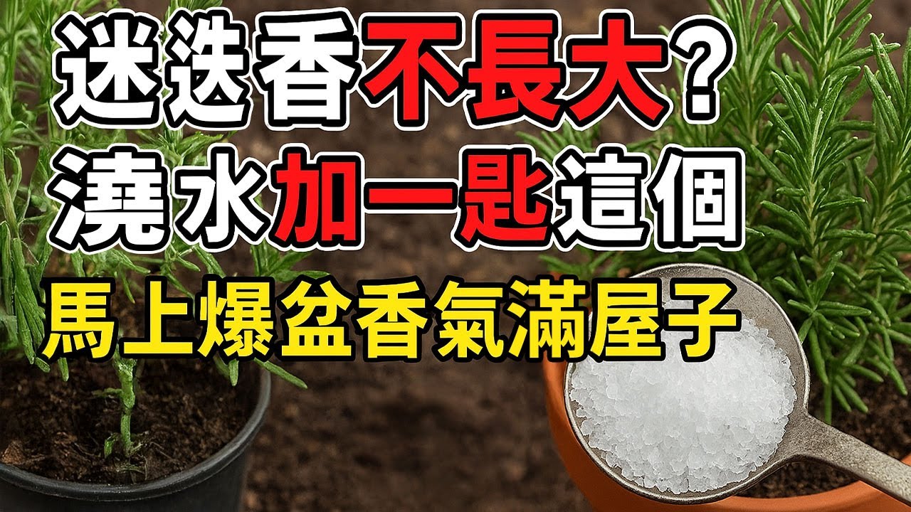 🌿迷迭香不長大？澆水加一匙這個，馬上爆盆香氣滿屋子 | 迷迭香 | 香草植物 | 園藝小技巧 | 家庭種植 | 陽台花園
