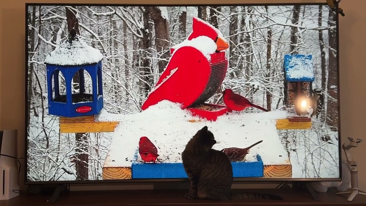 1 Minute of Serotonin Cat Watching Birds ASMR