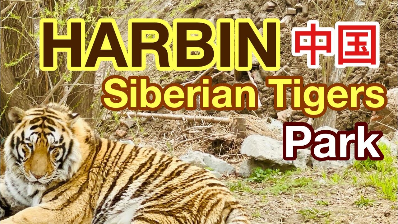 Wild Encounters: Half-Day Siberian Tiger Safari in Harbin