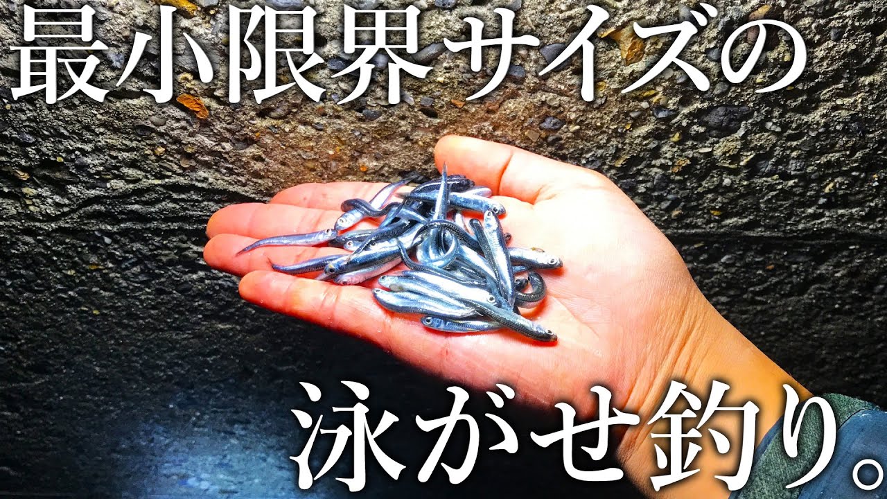 漁港で回遊魚が入れ食い！餌代もかからないマイクロ泳がせ釣りが面白い