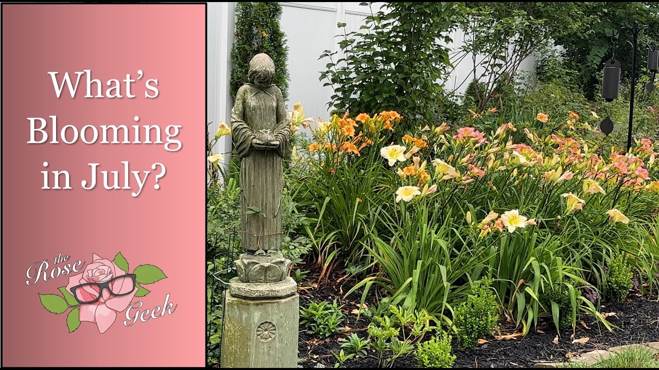 🌹 What's blooming in July Zone 7b MD / Garden walk and tour