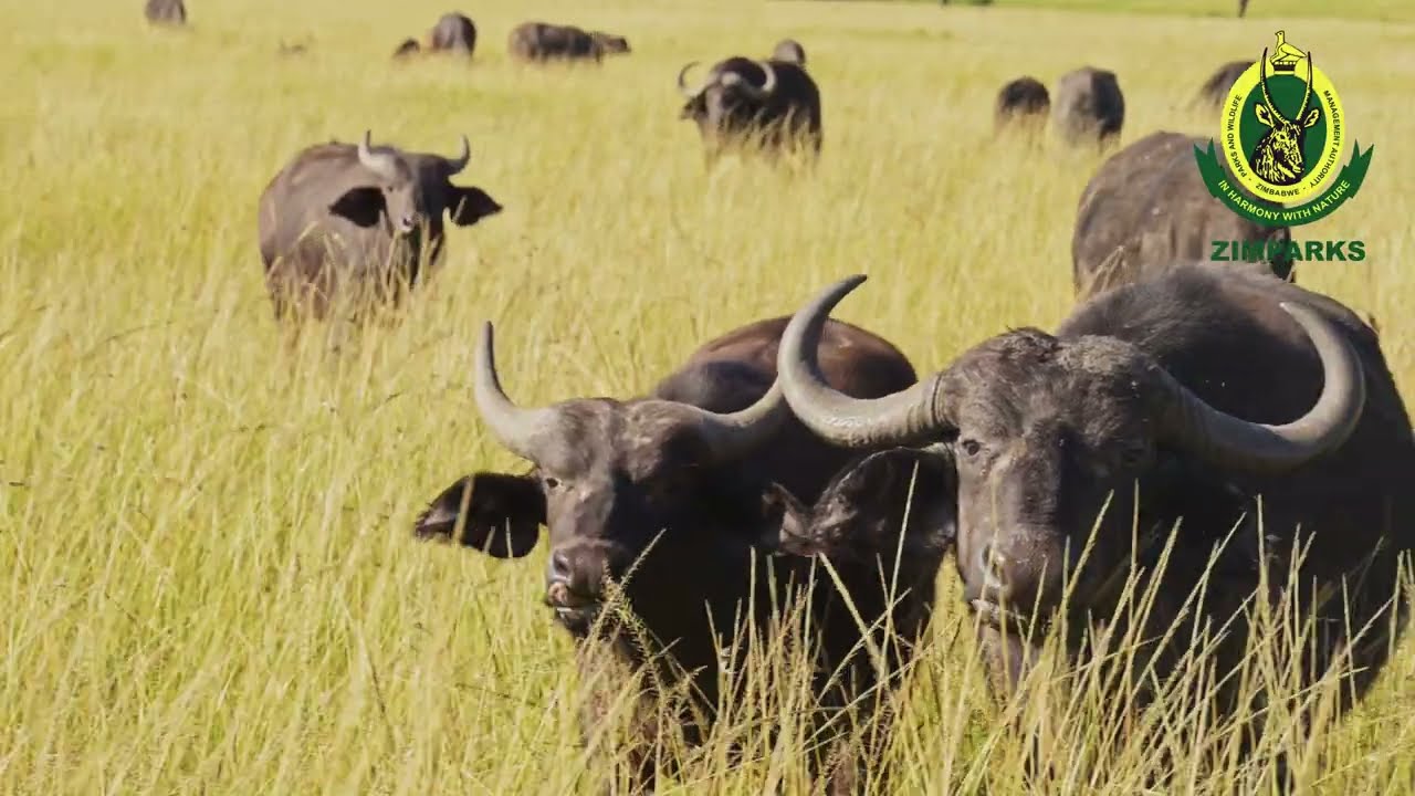 ZimParks | Zimbabwe's Natural Splendor