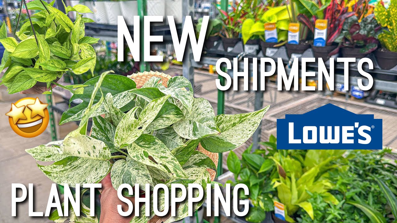 Finding a NEW Houseplant at Lowes! Lowes Plant Shopping! Big Box Store 🪴