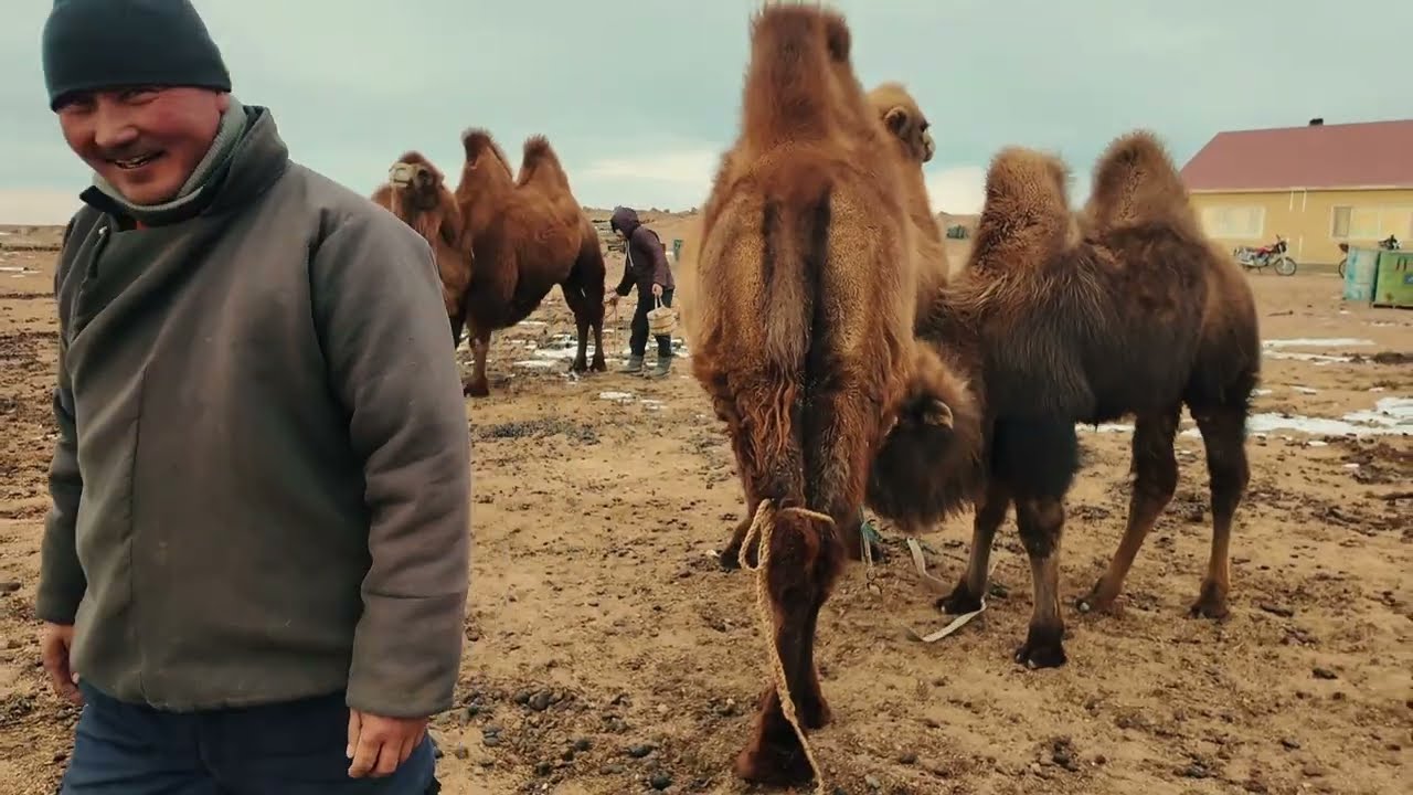 Camel Rhythm – A Student-Made Documentary | Innovators Team