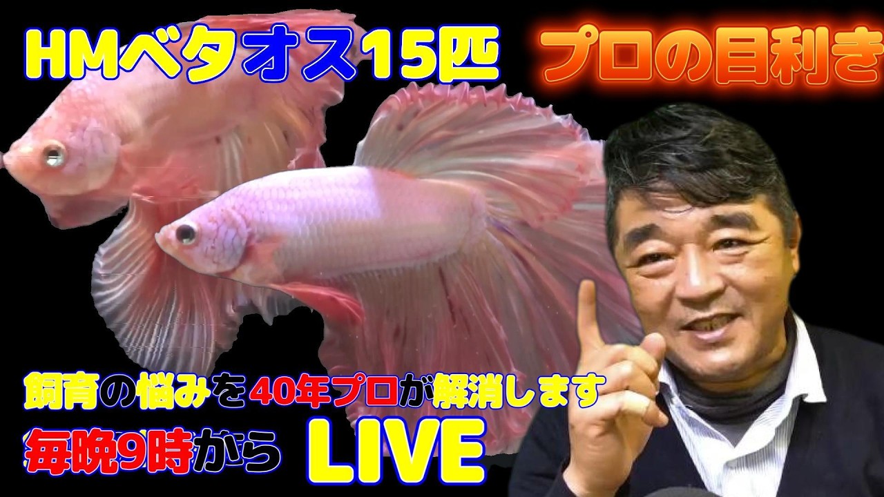 【高知熱帯魚サービス】ショーベタHMオス15匹 120から135