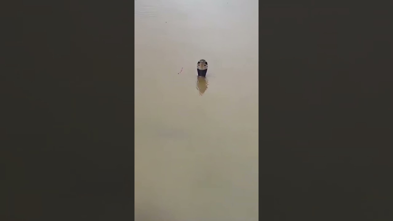 China Flood: 900 Cobras Escaped! #nature #china #flood #disaster #snakes #shortvideo