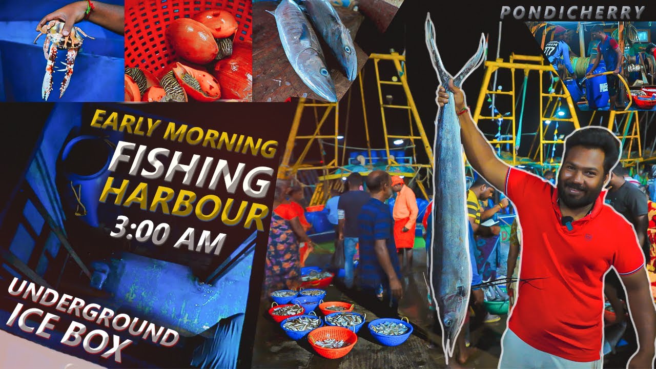 பெரிய கூட மீன் 500 RUPEES | SUNDAY Early Morning 3:00 am | PONDICHERRY thengaithittu fishing Harbour