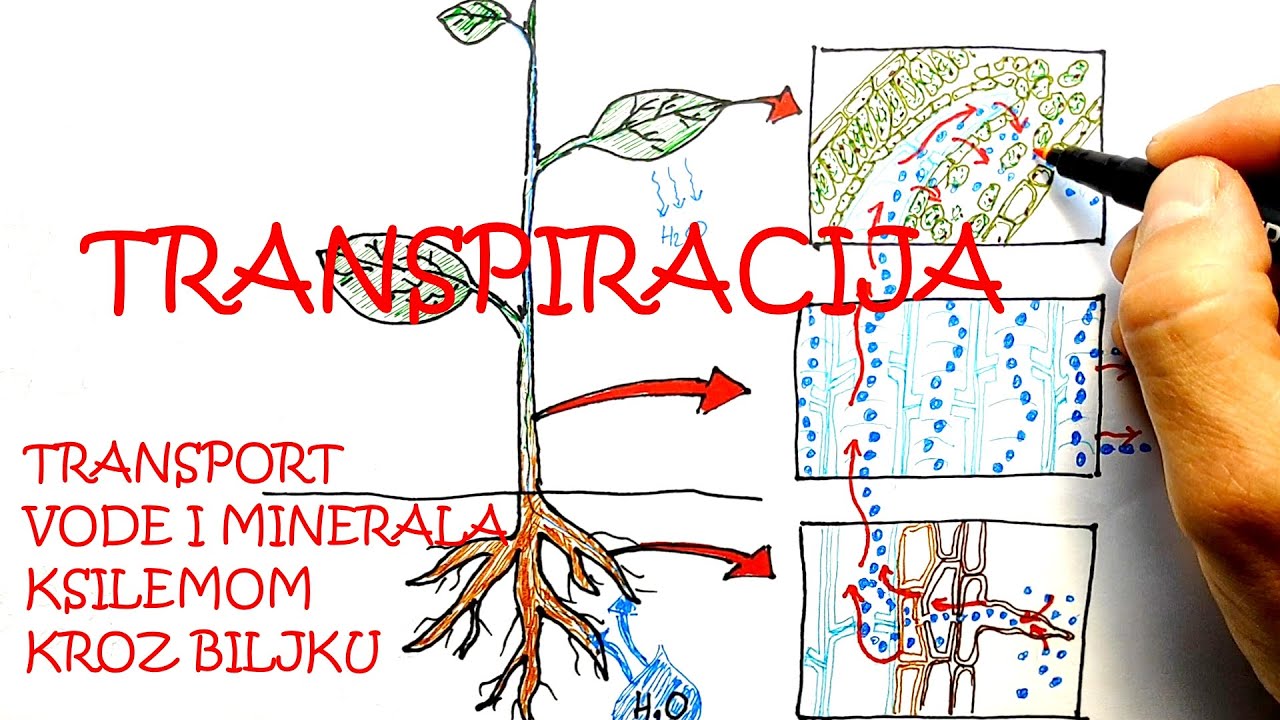 TRANSPIRACIJA I TRANSPORT VODE I MINERALA KSILEMOM KROZ BILJKU